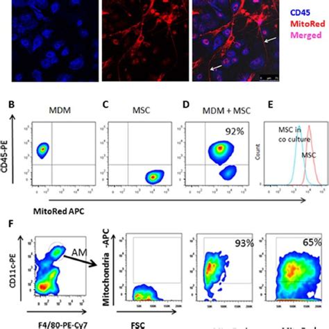 Internalized By Macrophages Mesenchymal Stem Cells Msc Mitochondria