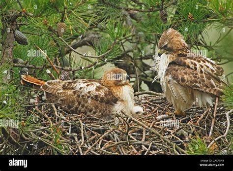 Baby küken Fotos und Bildmaterial in hoher Auflösung Alamy