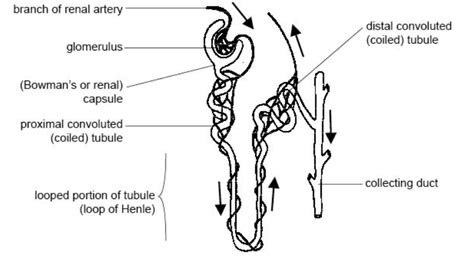 What is tubular secretion? Name the substances secreted through the ...