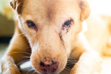 Feridas Ao Redor Dos Olhos Do Cachorro Causas E Tratamento