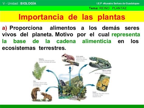 Las Plantas Mind Map