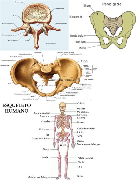 Anatomia Do Sistema Locomotor Radiologia Hot Sex Picture