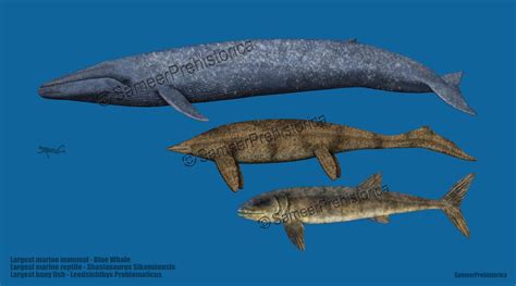 Largest Marine Animals Size Comparison By Sameerprehistorica On Deviantart