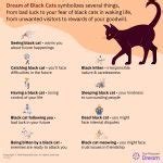 Black Cat In Dream 80 Scenarios And Their Interpretations