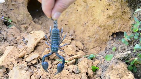 Hunting Scorpion In Jungle Very Danger Part 2 End Youtube