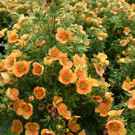 Potentilla Fruticosa Mango Tango Find Haveplanter