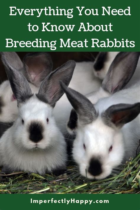 Breeding Meat Rabbits 101 The Imperfectly Happy Home Meat Rabbits