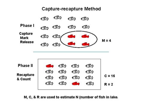 Interesting Examples Of Capturerecapture From Biology Public Health