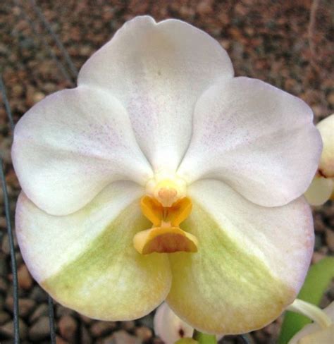 Ascocenda Tubtim Velvet Vanda Orchids Beautiful Orchids Beautiful