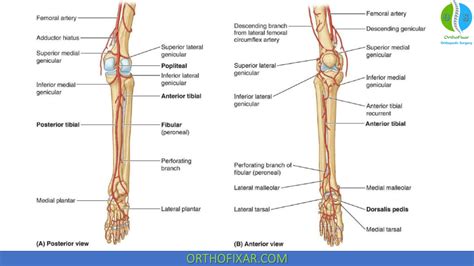 Lateral Compartment Of Leg OrthoFixar 2025