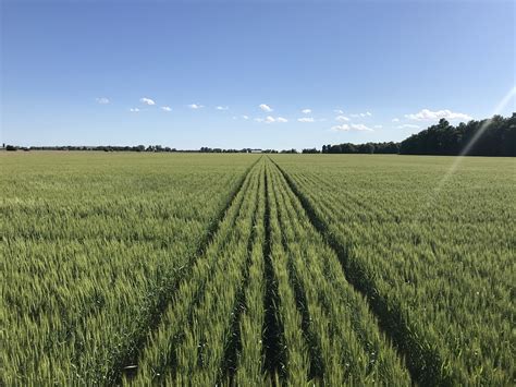 Field Observations Ontario Grain Farmer