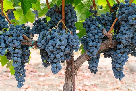 Oak Knoll Cabernet Sauvignon Grapes Photo | Richard Wong Photography