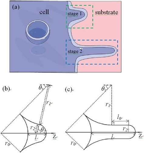 (a) Schematic illustration of pseudopods formation by a cell. (b) The ...