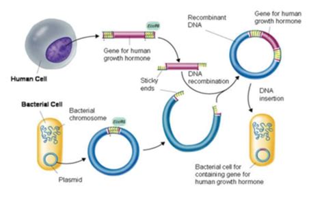 Biologics Recombinant DNA Cloning Flashcards Quizlet