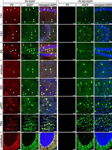 Co Staining For Pv Red Egfp Green And Dapi Blue In 8 Different