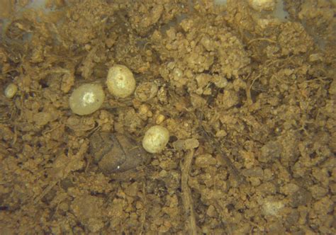 Ground Pearls In Turf