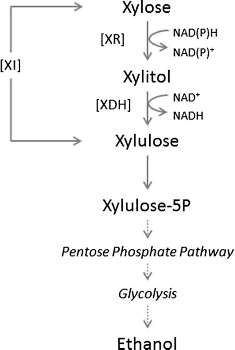 The Two Xylose Assimilation Pathways Xdh Xylitol Dehydrogenase Xi Download Scientific