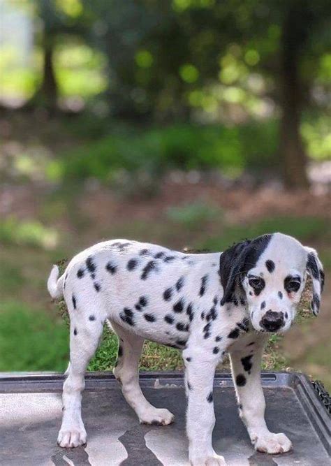 Dalmatian Puppies For Sale Lafayette LA 468598