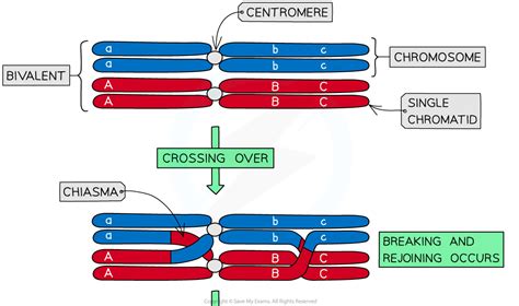 Cie A Level Biology复习笔记16 1 5 Meiosis Sources Of Genetic Variation 翰林国际教育