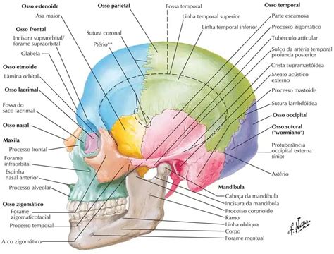 Neurocr Nio Anatomia Papel E Caneta Jogue Roletas De Escolha Online