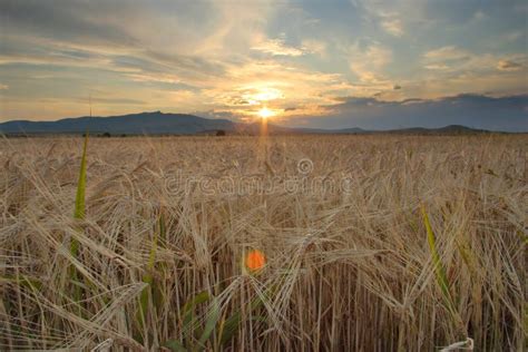 Paisaje Del Verano De La Puesta Del Sol Del Campo De La Cosecha Del