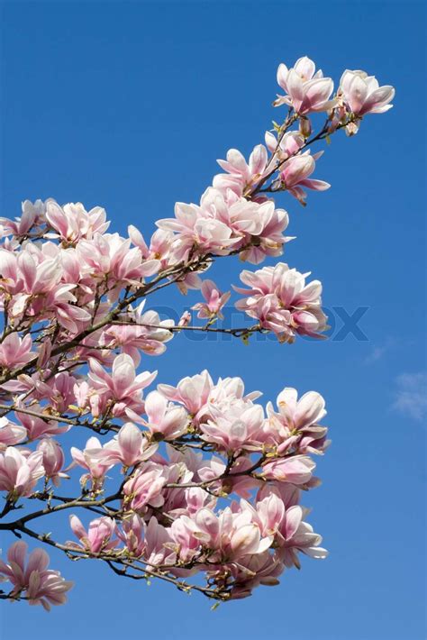 Blühender Zweig der Magnolia Struktur auf Himmel Hintergrund Stock