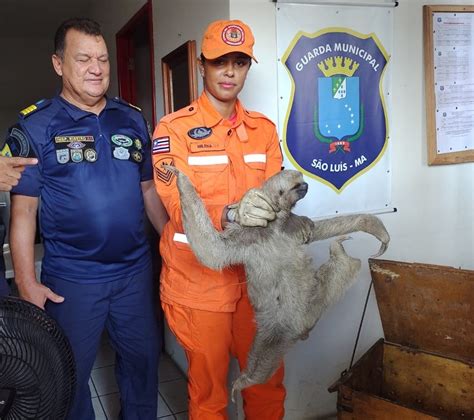 Bicho Preguiça é Resgatado Em Pista De Viaduto Em São Luís Maranhão G1