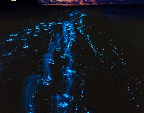 5 Bioluminescent Species That Make The Planet Shine Inhabitat Green