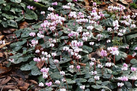 Cyclamen Dans Le Jardin La Terre Est Un Jardin