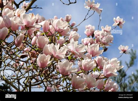 Magnolia Milky Hi Res Stock Photography And Images Alamy
