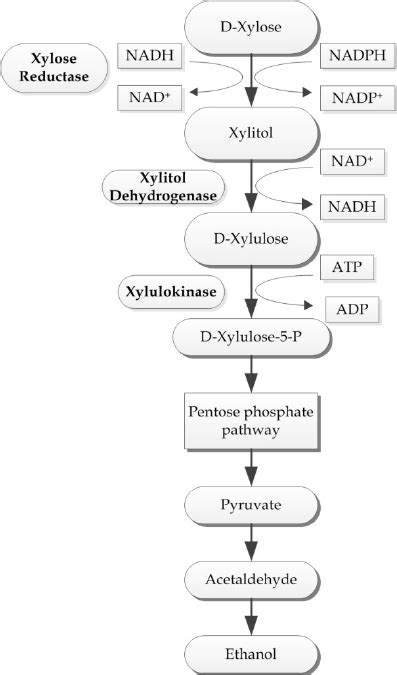 Xylose Metabolic Pathway In Yeasts Adapted From Matsushika Et Al 2009 Download Scientific