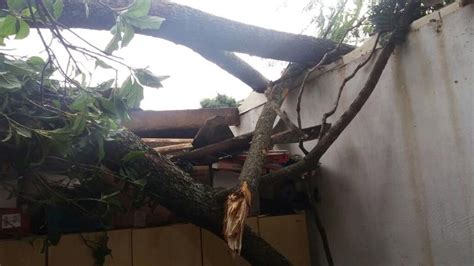 Chuva Forte Causa Estragos E Derruba árvores Em Bairros De Bauru