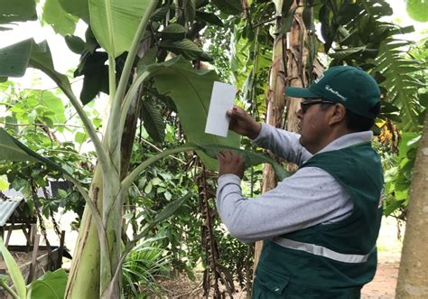 Control De Plagas En Cultivo De Plátano Colombia Verde