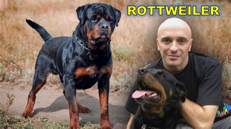 Aprender Sobre 86 Imagem Maior Rottweiler Do Mundo Br Thptnganamst