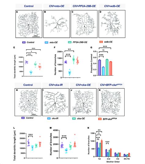 Pp A Overexpression Impairs Dendritic Morphogenesis And The Pp A And