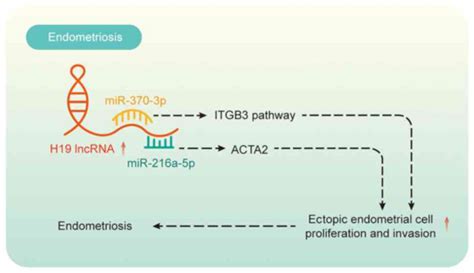 The Role Of Long Noncoding RNA H19 In Gynecological Pathologies