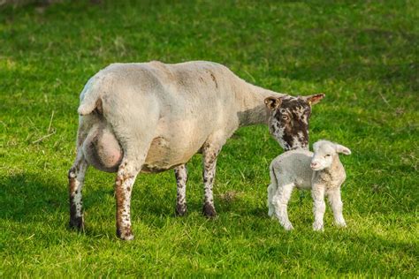 Free Images Nature Grass Field Farm Meadow Horn Herd Pasture