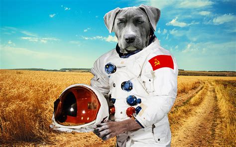 Ruh Roh Laika The Russian Dog Who Was Launched Into And Abandoned In