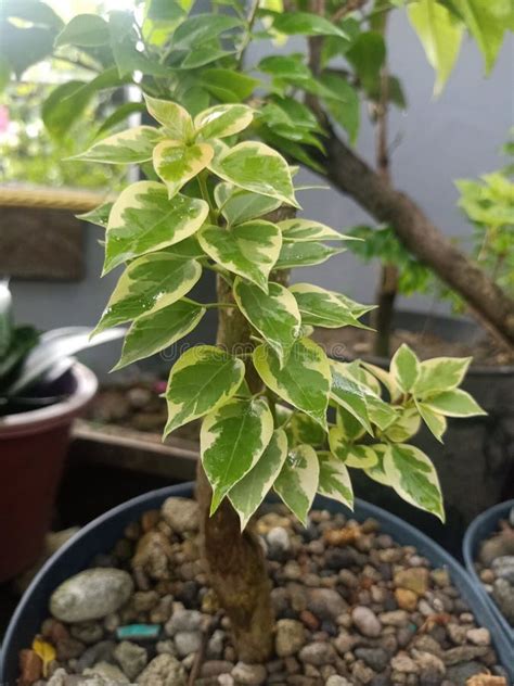 A Small Tree That Grows Around A Large Tree Stock Image Image Of
