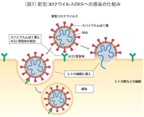 大幸薬品、二酸化塩素分子が新型コロナウイルスの 感染を阻止するメカニズムを解明 大幸薬品のプレスリリース 共同通信prワイヤー