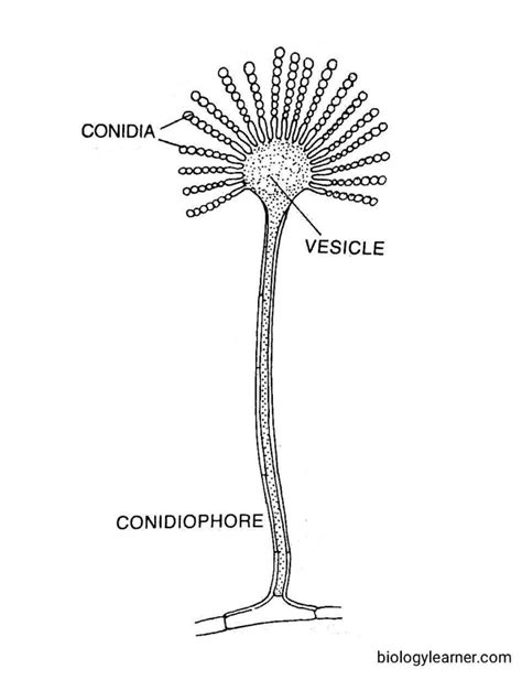 Aspergillus Occurrence Structure Reproduction