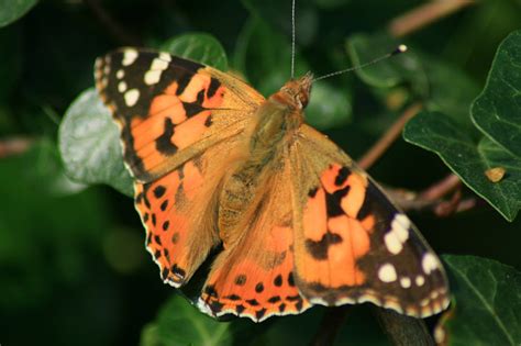 Mariposa Vanessa Cardui Jose Antonio Diz Orge Flickr