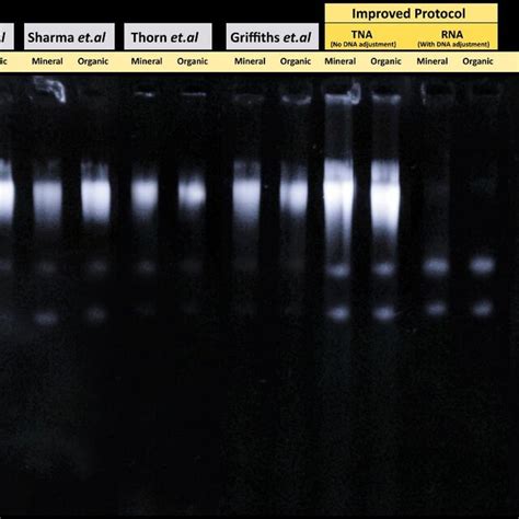 Gel Electrophoresis Of Extracted Rna And Total Nucleic Acid Tna Download Scientific Diagram