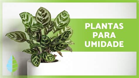 8 PLANTAS Que ABSORVEM UMIDADE Nomes E Cuidados YouTube