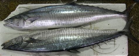 Seer Fish at Rs 450/kg | Surmai Fish in Kanyakumari | ID: 11484653997