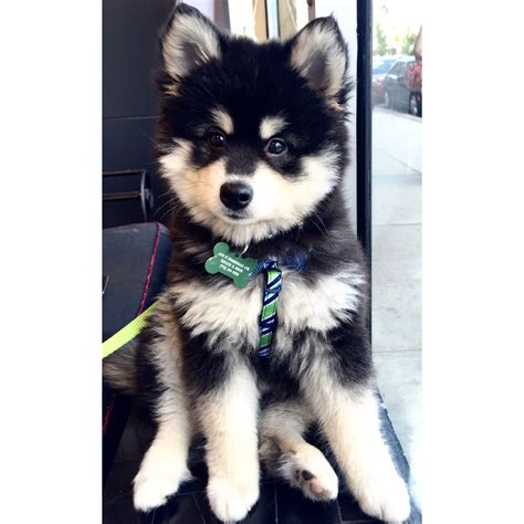 Pomeranian Siberian Husky Mix Husky Mix Siberian Husky Mix Husky