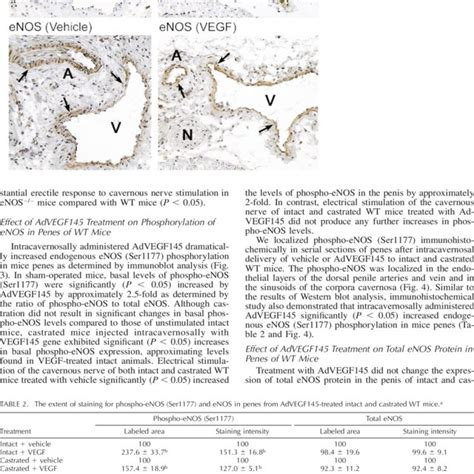 Immunohistochemical Localization Of Phospho Enos Ser1177 And Enos In Download Scientific