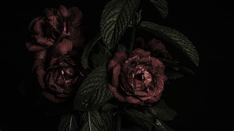 HD wallpaper: brown roses, leaves, freshness, studio shot, black ...