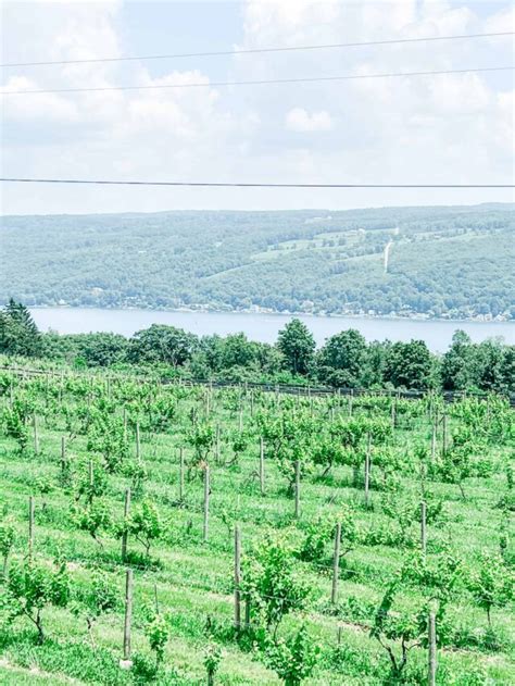 6 Best Keuka Lake Wineries (2024 Wine Tasting Guide)