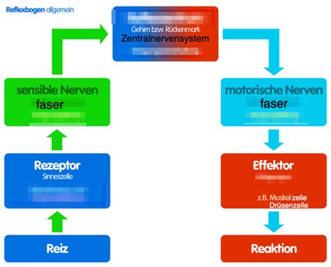 Reiz Reaktion Reflex Nervenzellen Auge Flashcards Quizlet